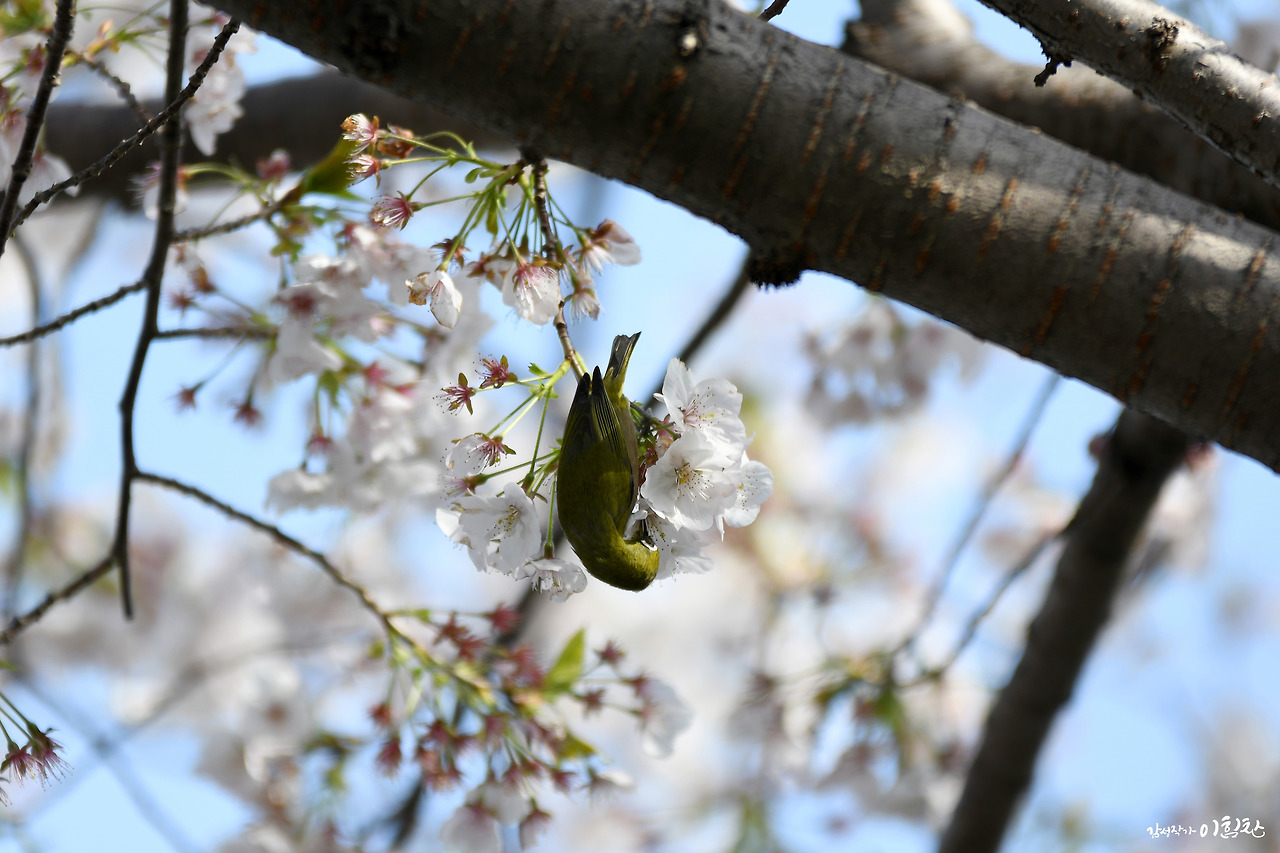 벚꽃새(11).jpg