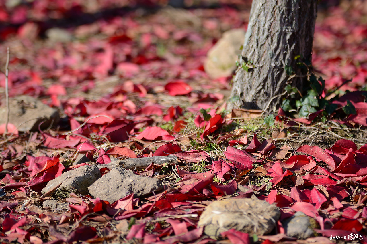 낙엽2.jpg