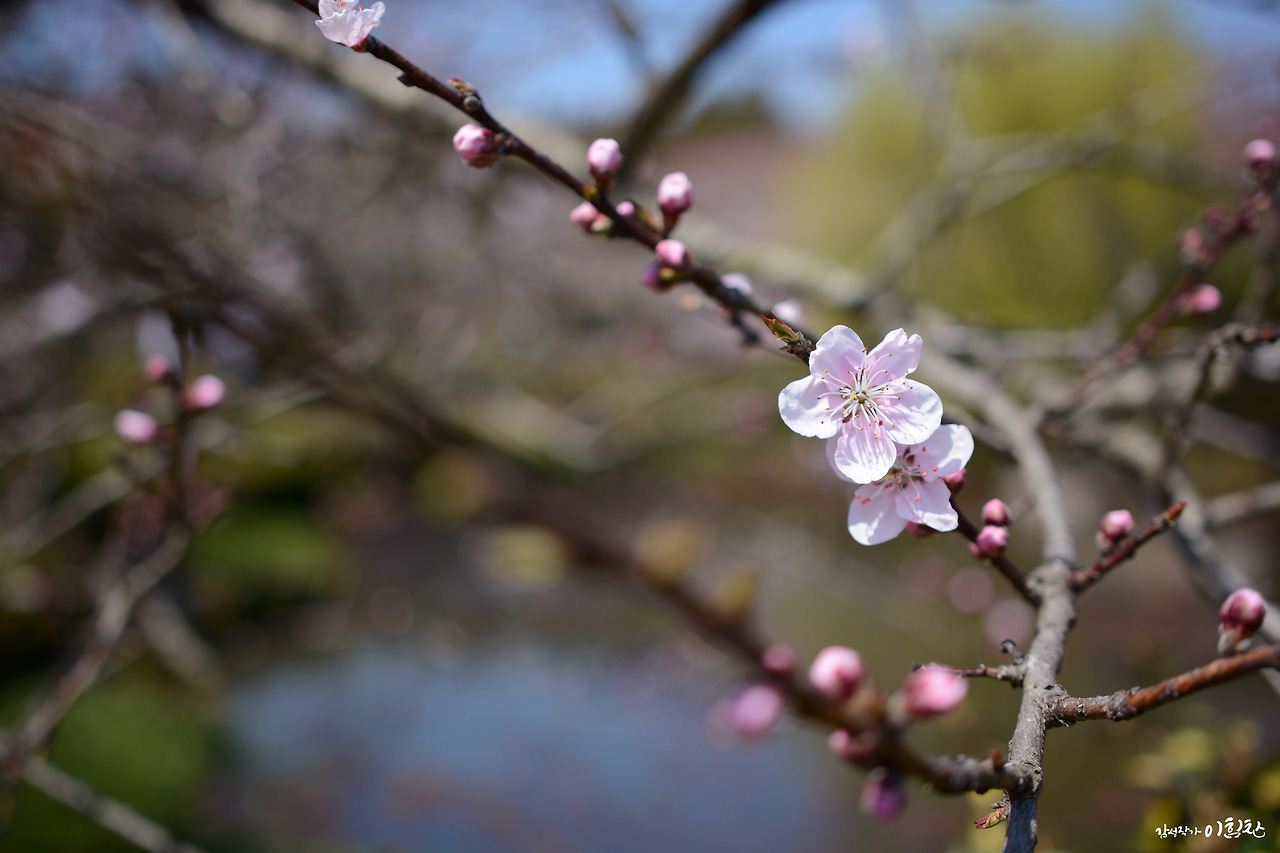 벚꽃인생1.jpg