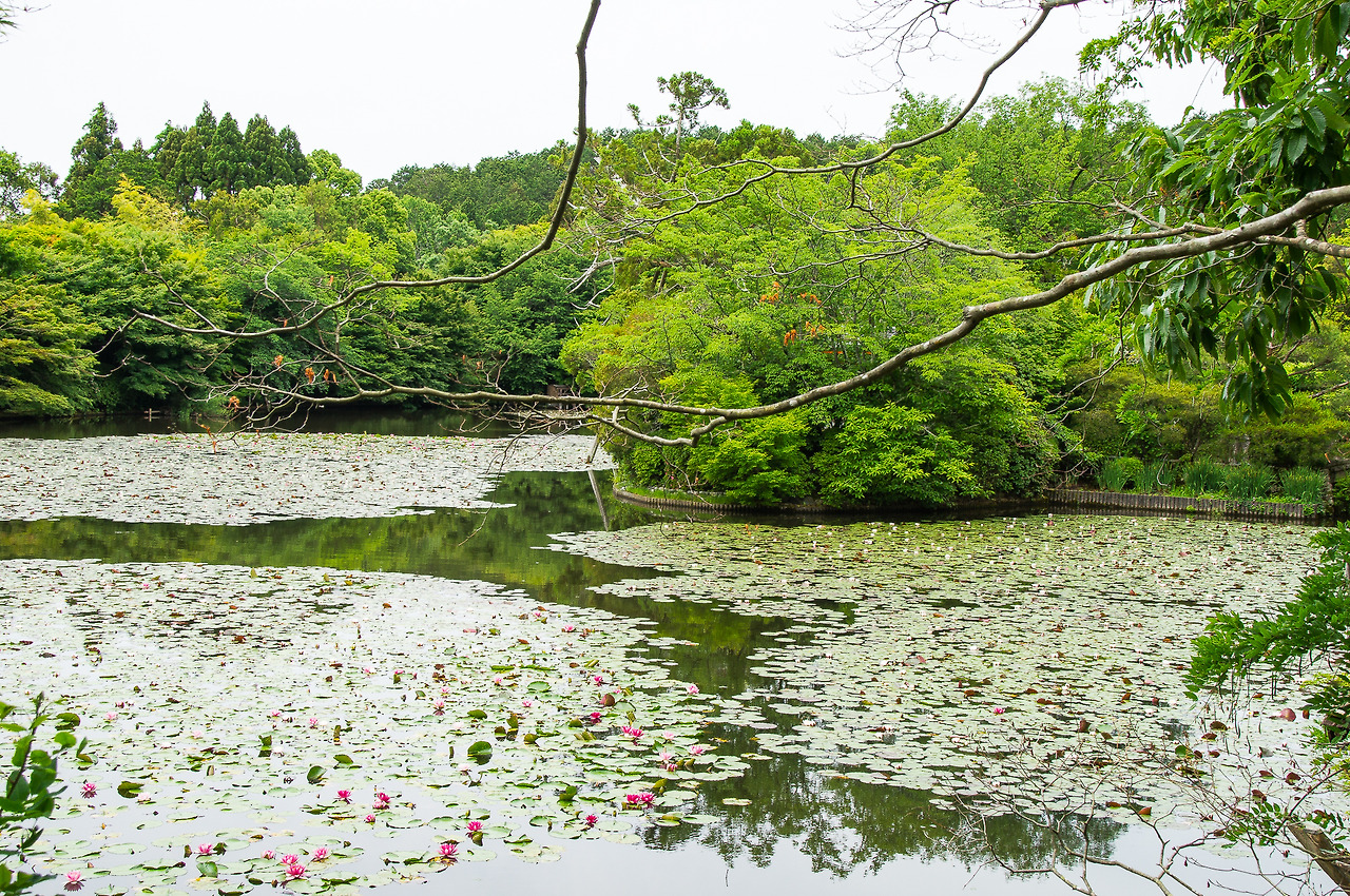 Ryoanji-1-2.jpg
