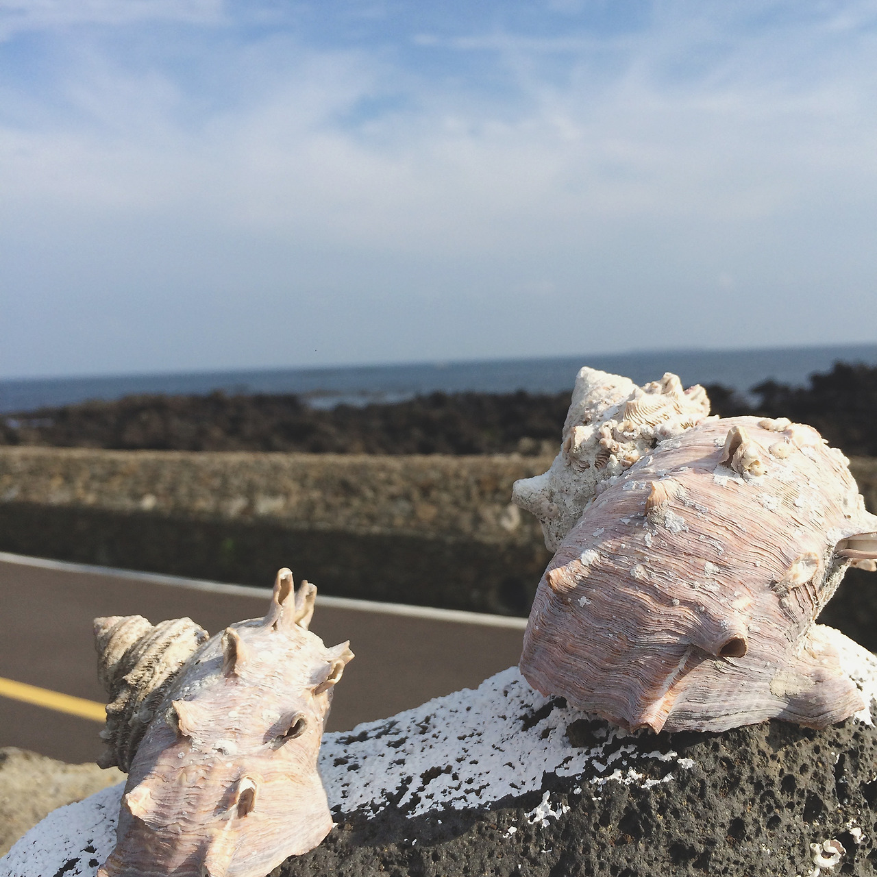 8-1섞여든 것들.jpg