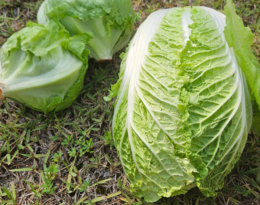 송정희배추.jpg