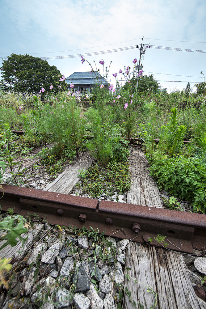 IMG_3481 풀속에 뭍힌 철로.jpg