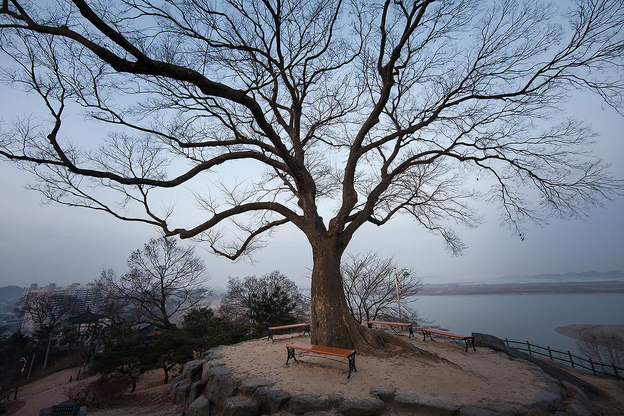 IMG_4554 옥녀봉 정상 느티나무.jpg