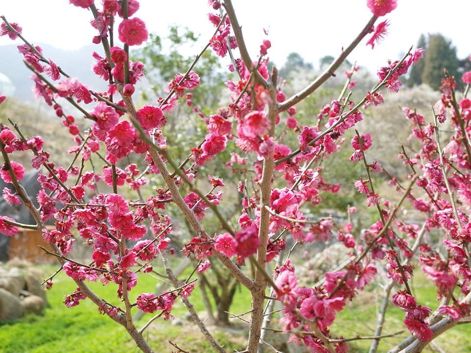 광양매화마을 19.jpg