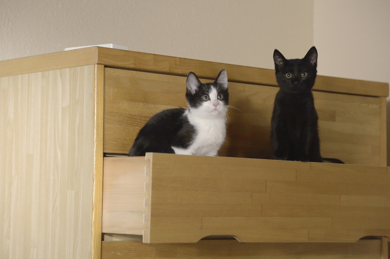 고양이는불러도오지않는다 1.jpg