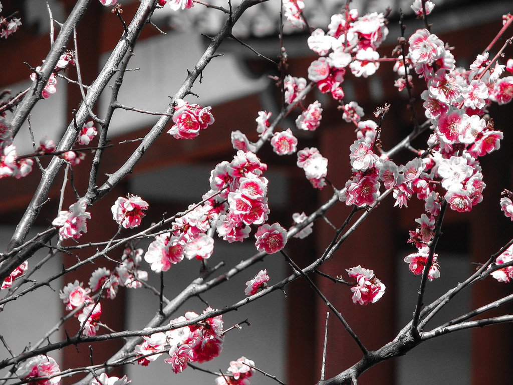 plum_blossoms_by_fubukinoko-da2hepx.jpg