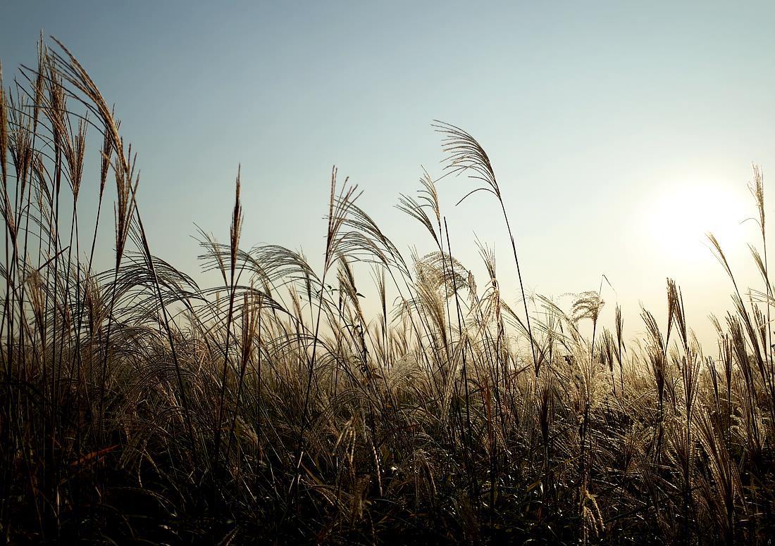 하늘공원 억새 9.jpg