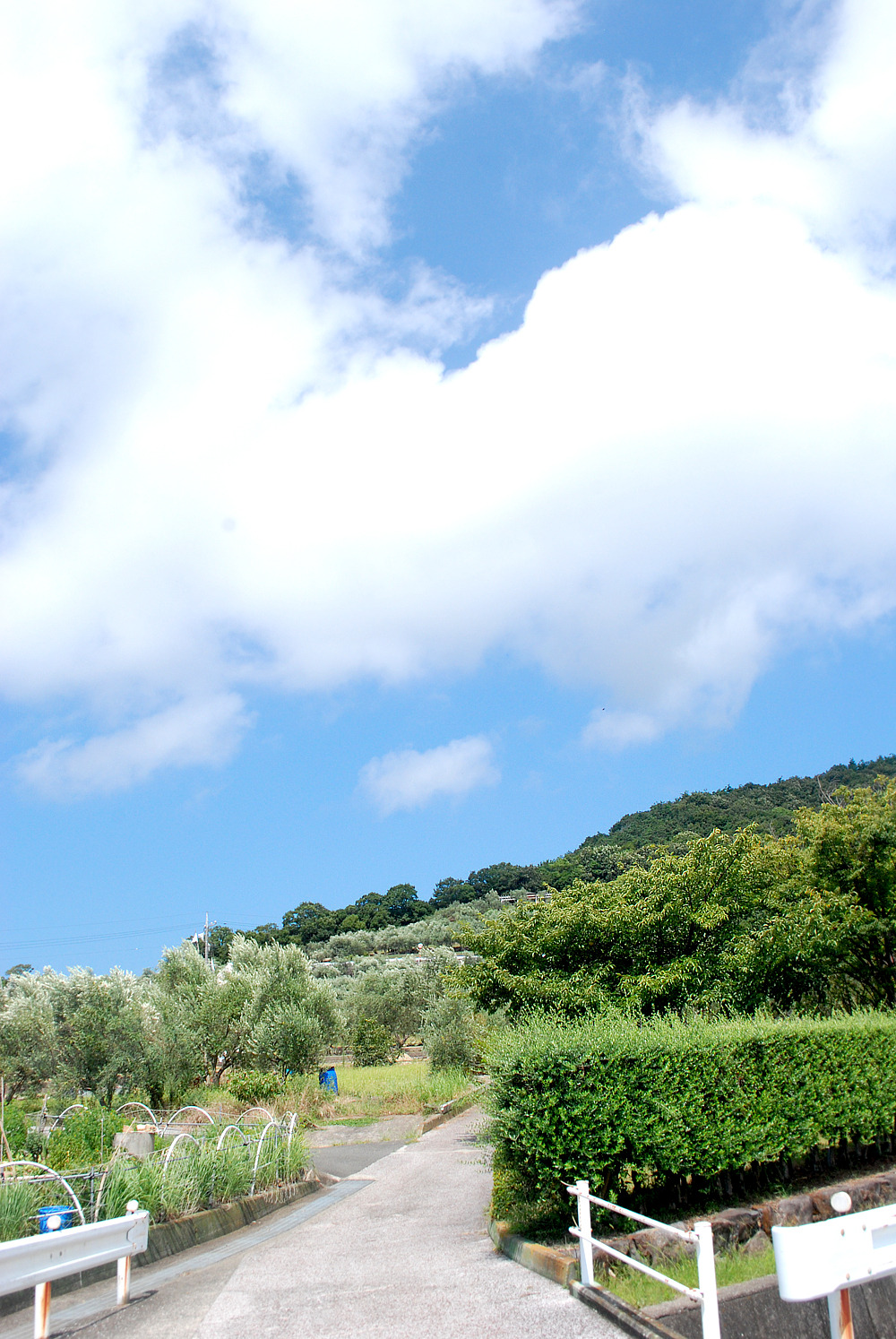 올리브공원 8.jpg