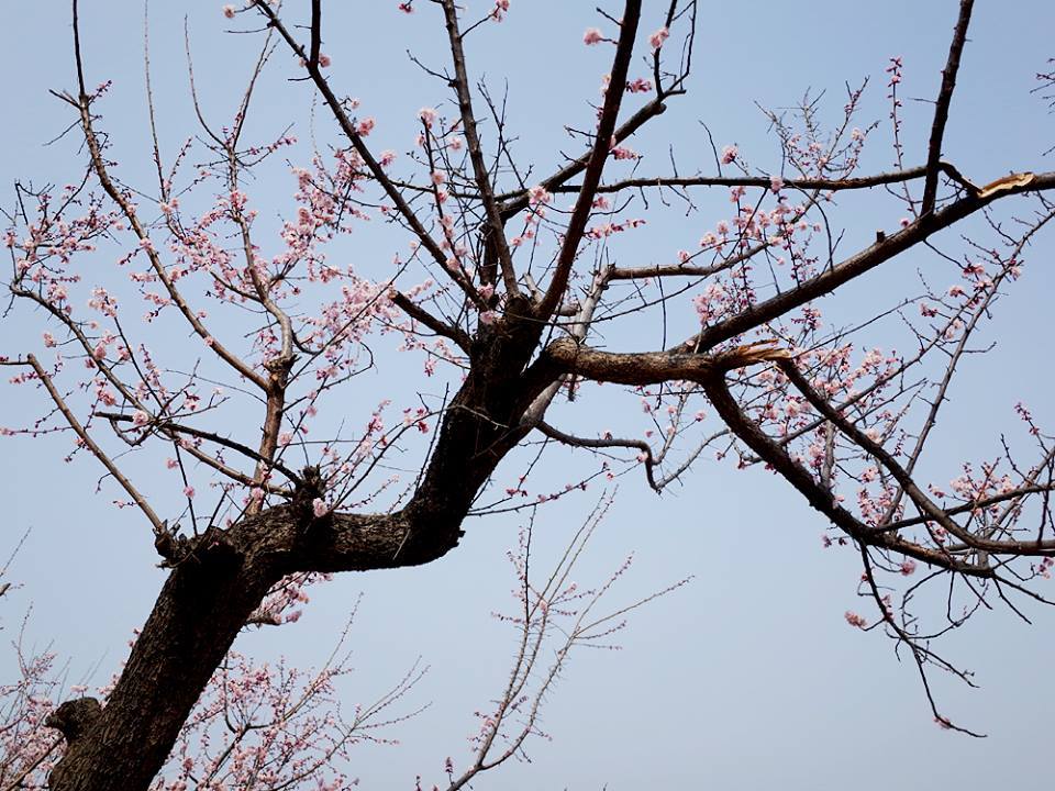 광양매화마을 20.jpg