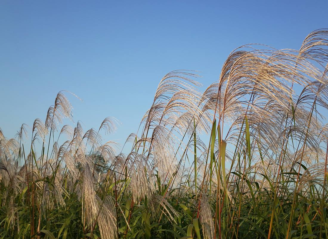 하늘공원 억새 10.jpg