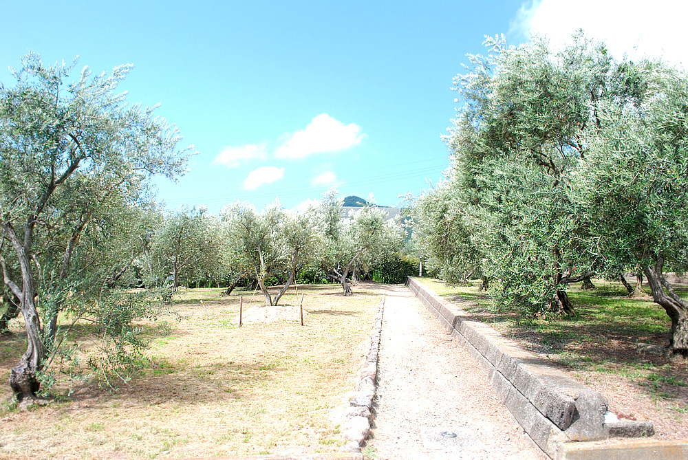 올리브공원 10.jpg