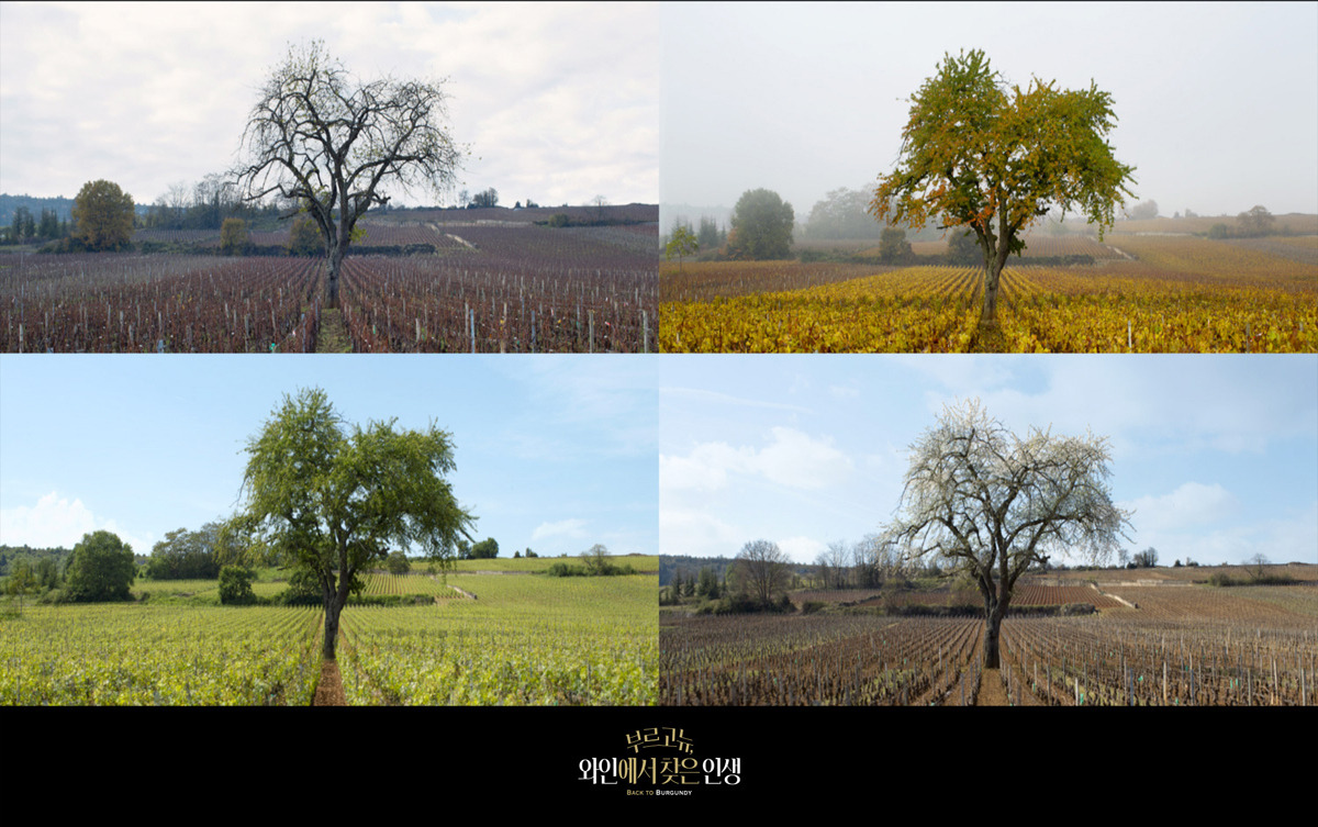 부르고뉴 4.jpg