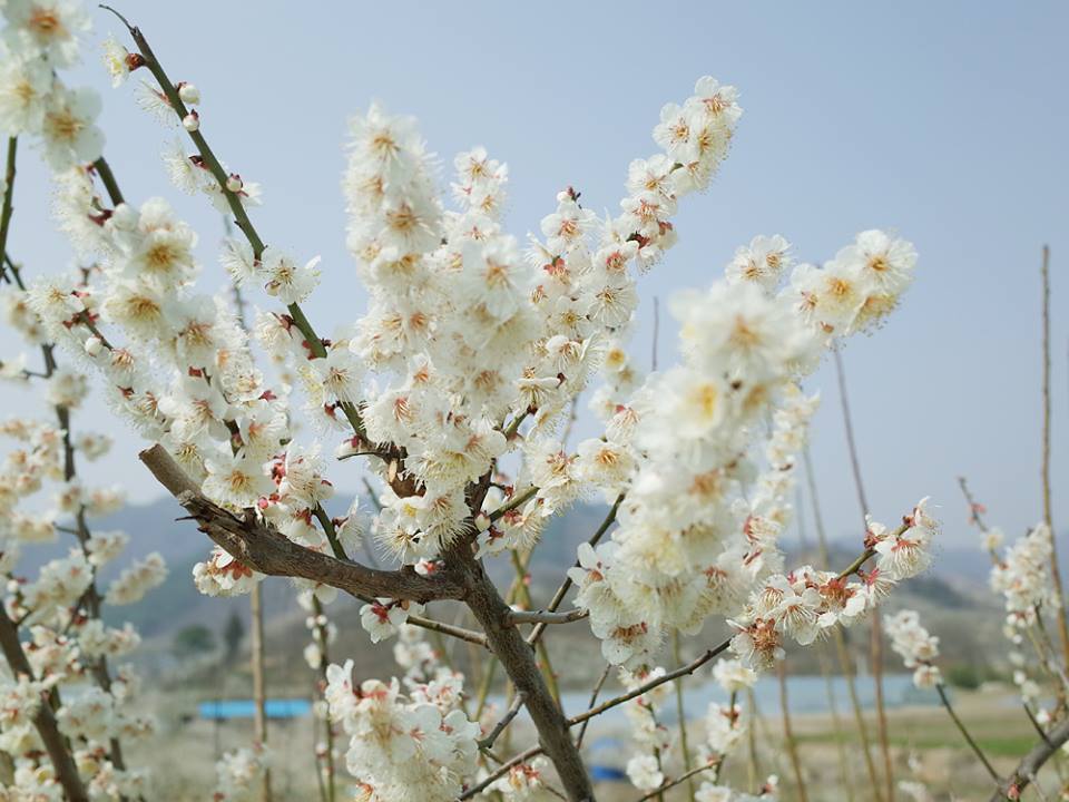 광양매화마을 14.jpg