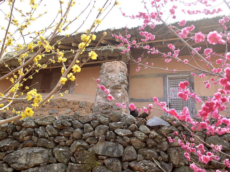 광양매화마을 12.jpg