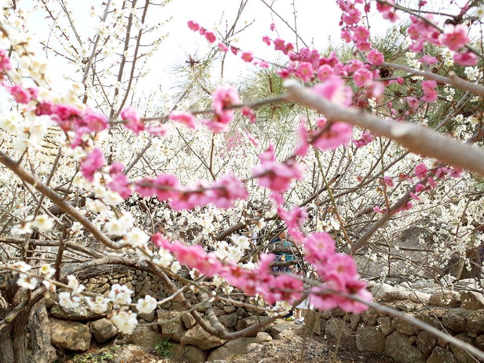 광양매화마을 10.jpg