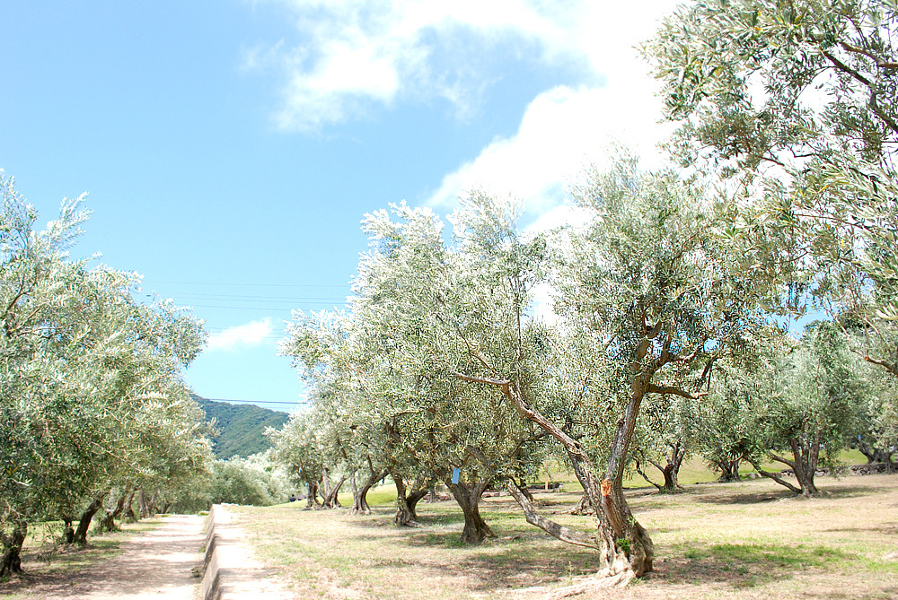 올리브공원 11.jpg