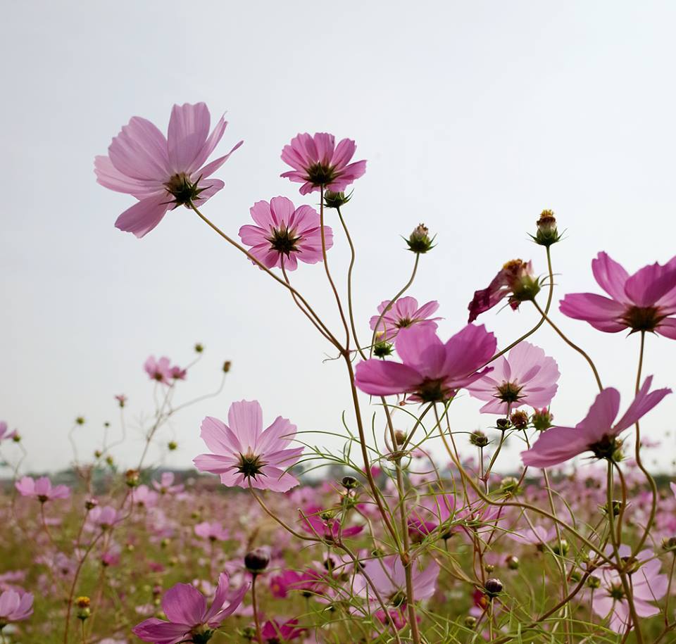 코스모스 5.jpg