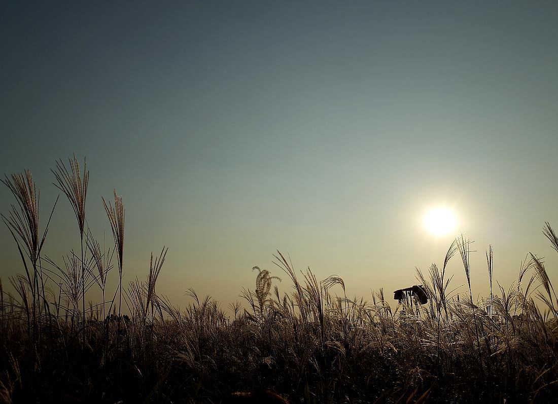 하늘공원 억새 8.jpg