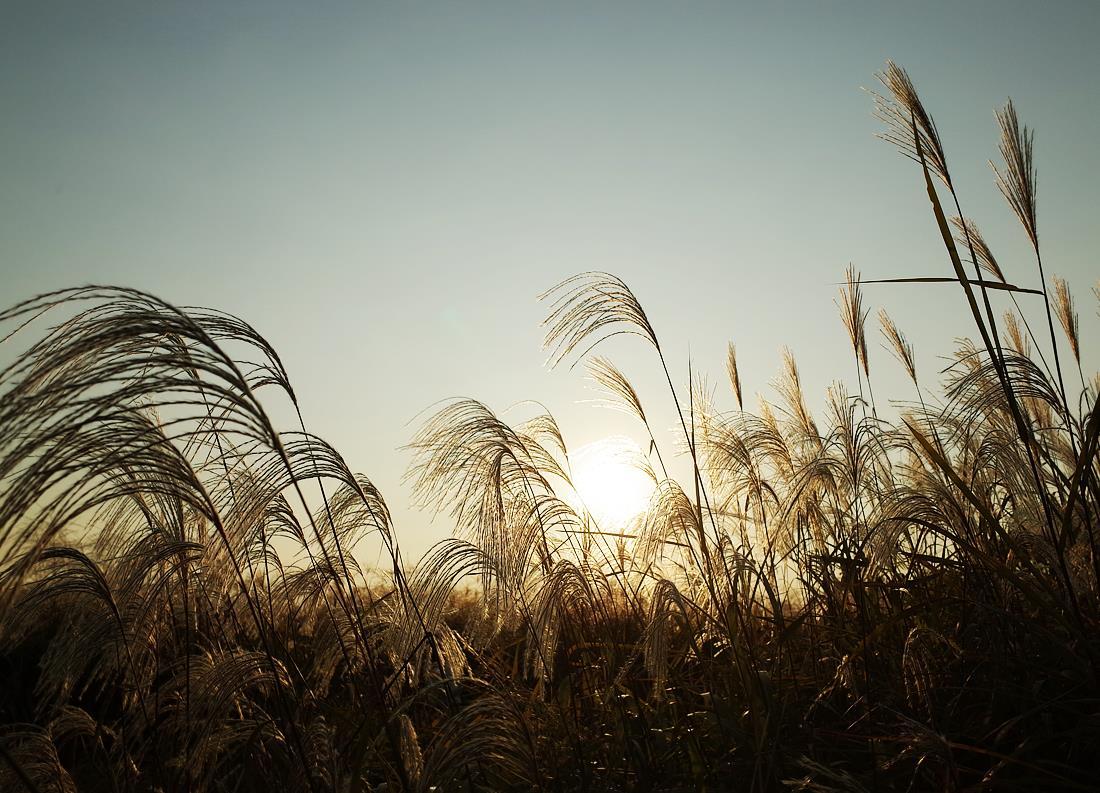 하늘공원 억새 11.jpg