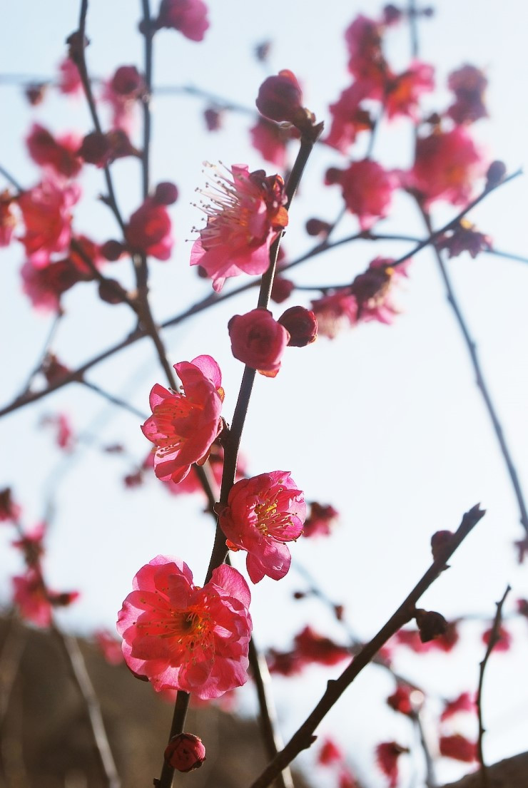 매화4.jpg