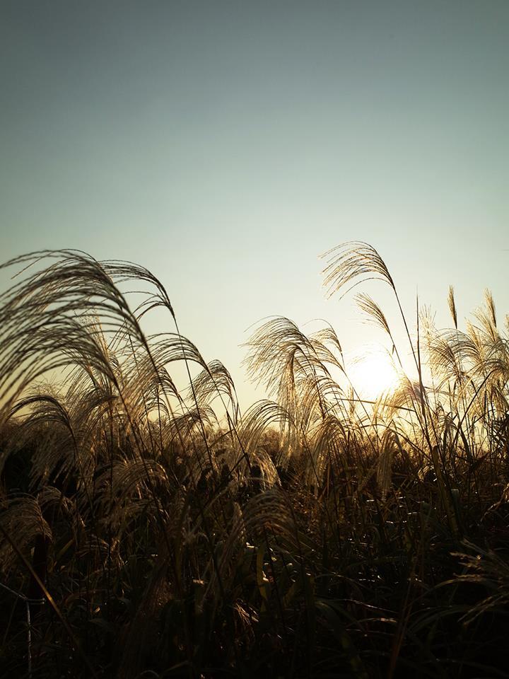 하늘공원 억새 17.jpg