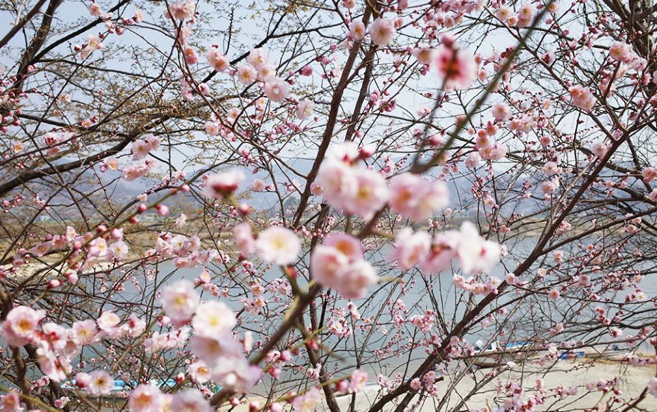 광양매화마을 16.jpg