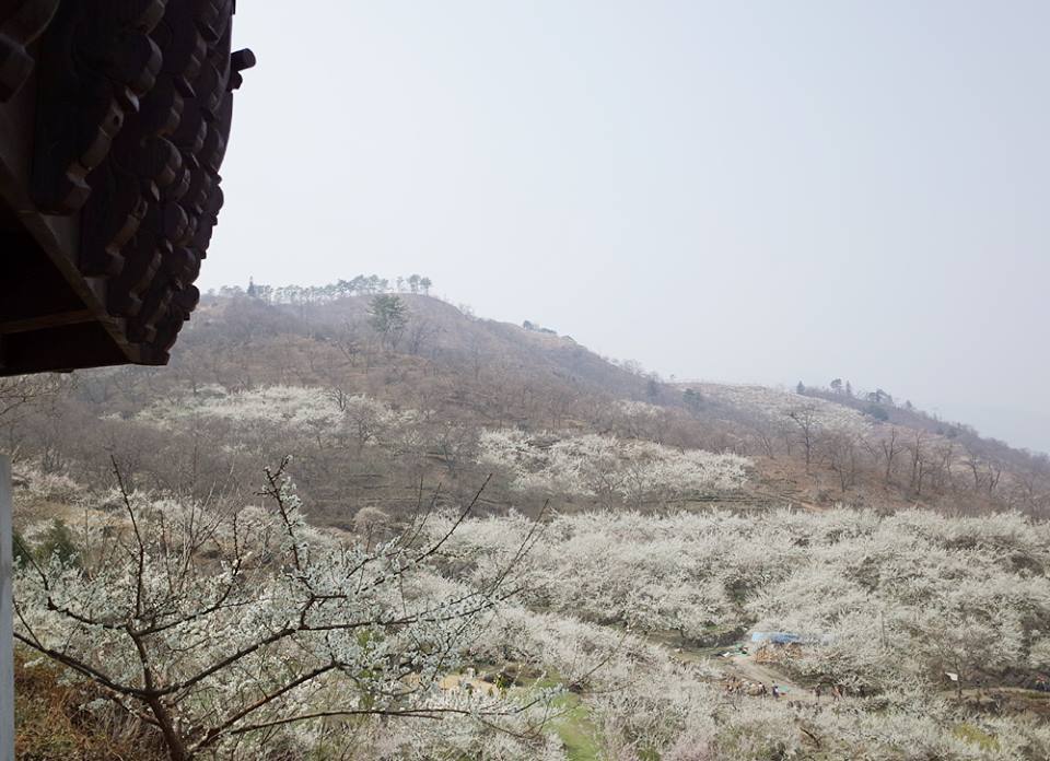광양매화마을 21.jpg