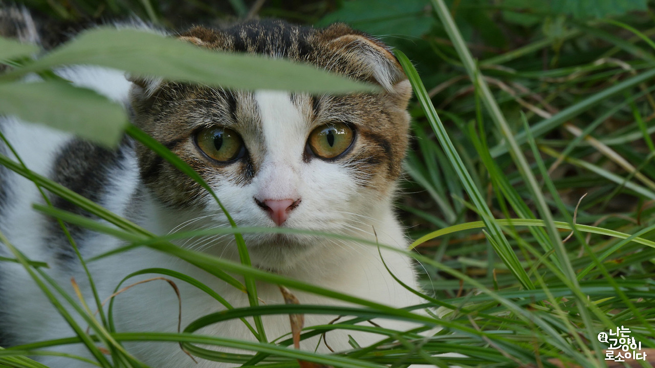 나는고양이로소이다 2.jpg