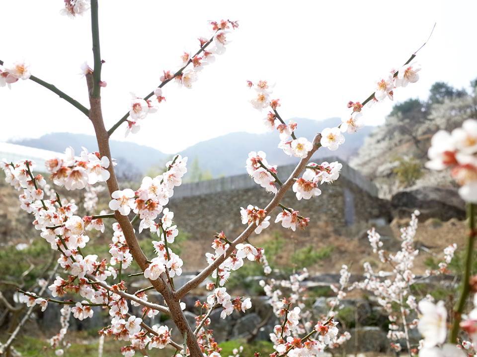 광양매화마을 18.jpg