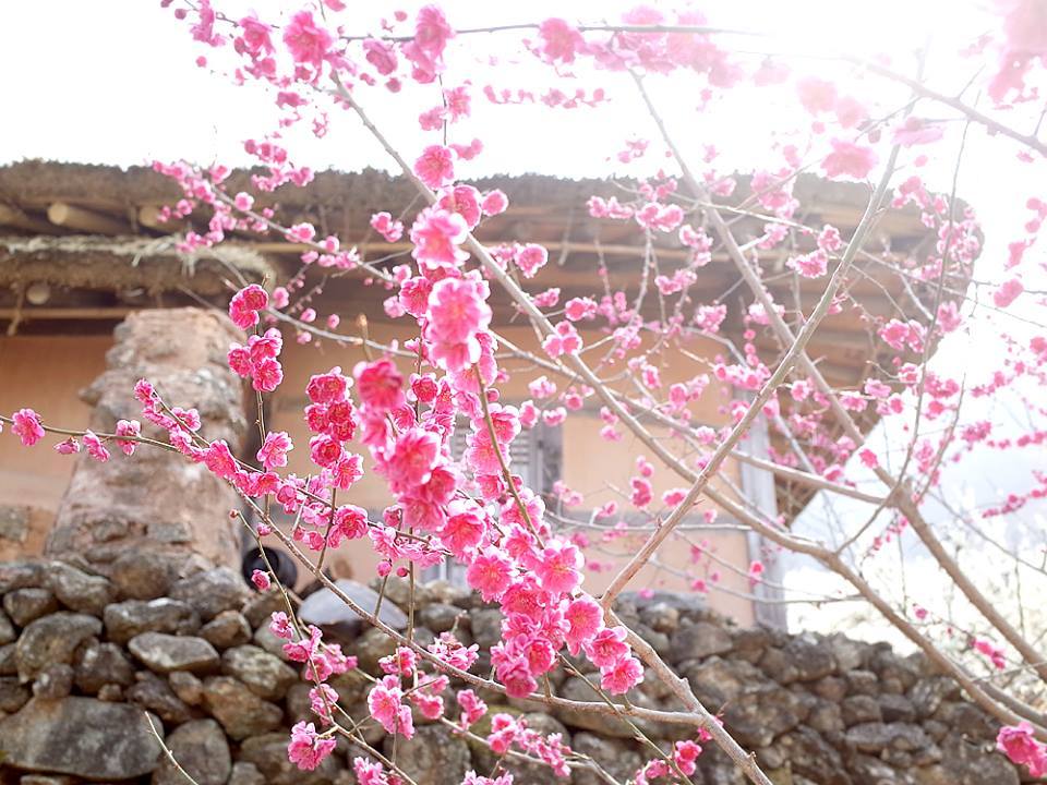 광양매화마을 9.jpg