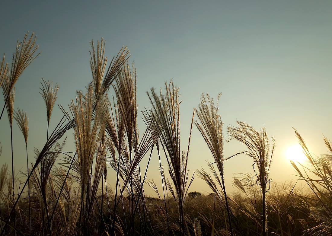 하늘공원 억새 13.jpg