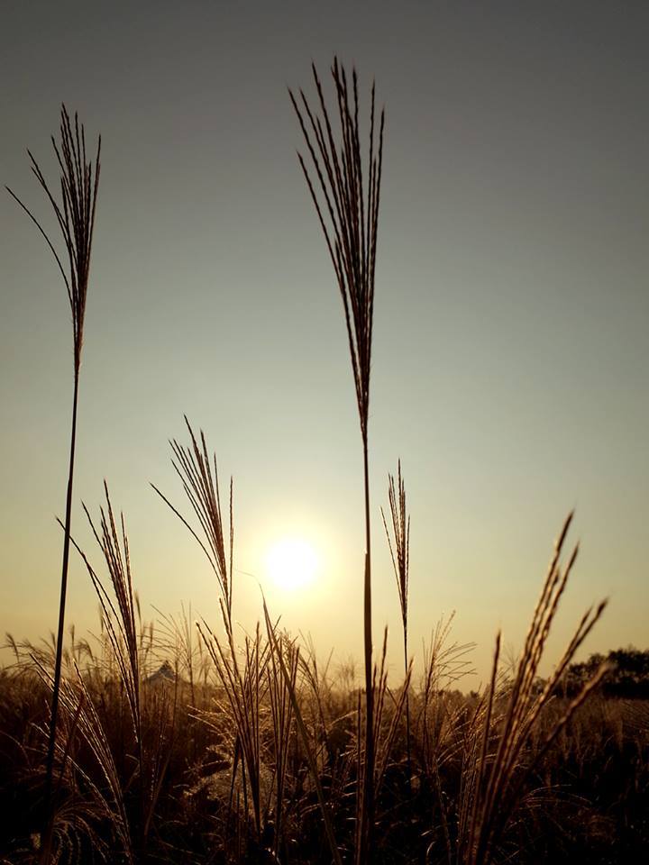 하늘공원 억새 16.jpg