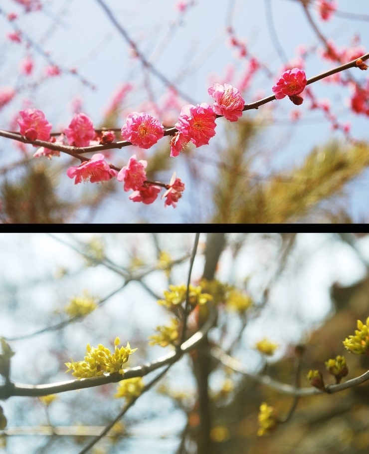매화14.jpg