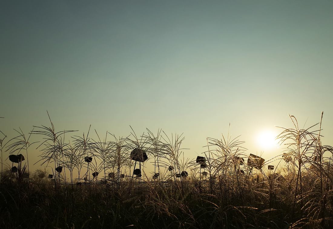 하늘공원 억새 12.jpg