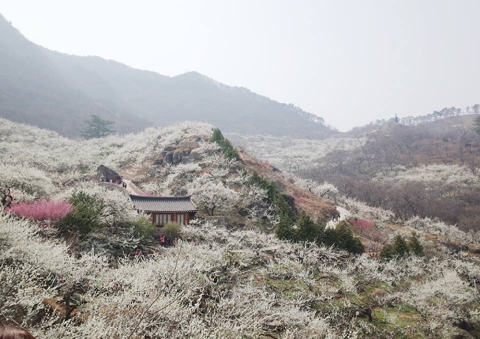 광양매화마을 13.jpg