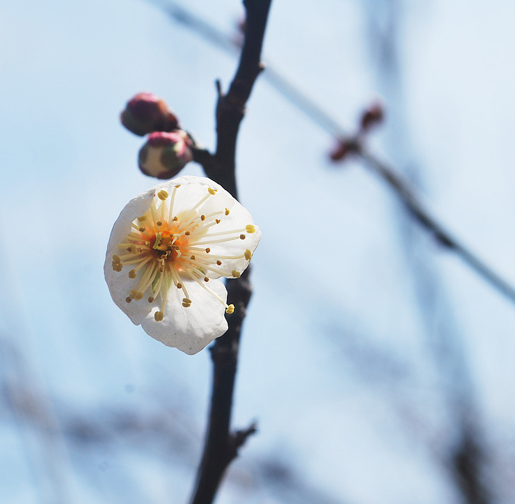 매화7.jpg