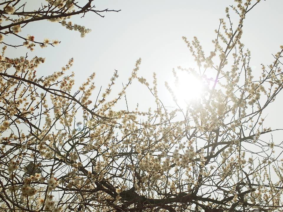 광양매화마을 17.jpg