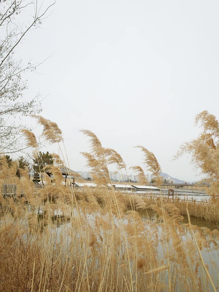 소래습지생태공원 14.jpg