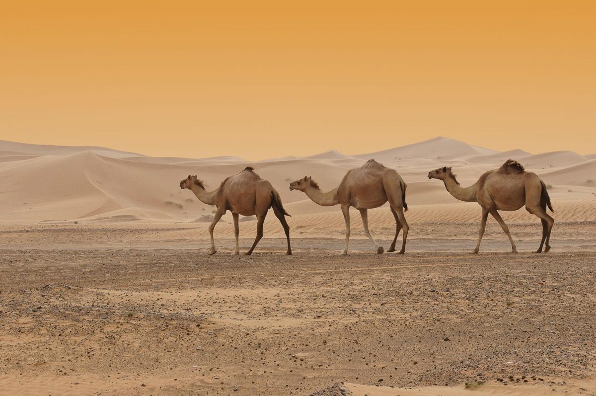 0D5k29LN-camels-desert-1200x797.jpg