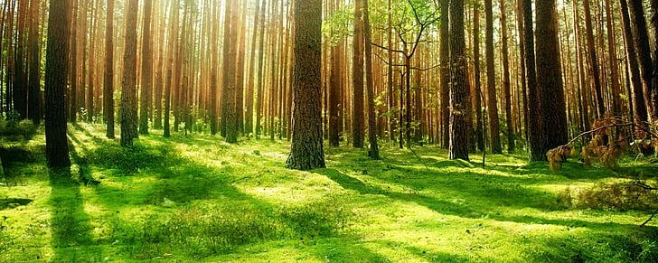 dual-monitor-multi-screen-wallpaper-preview (3).jpg