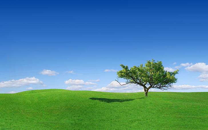 tree-high-definition-widescreen-wallpaper-preview.jpg