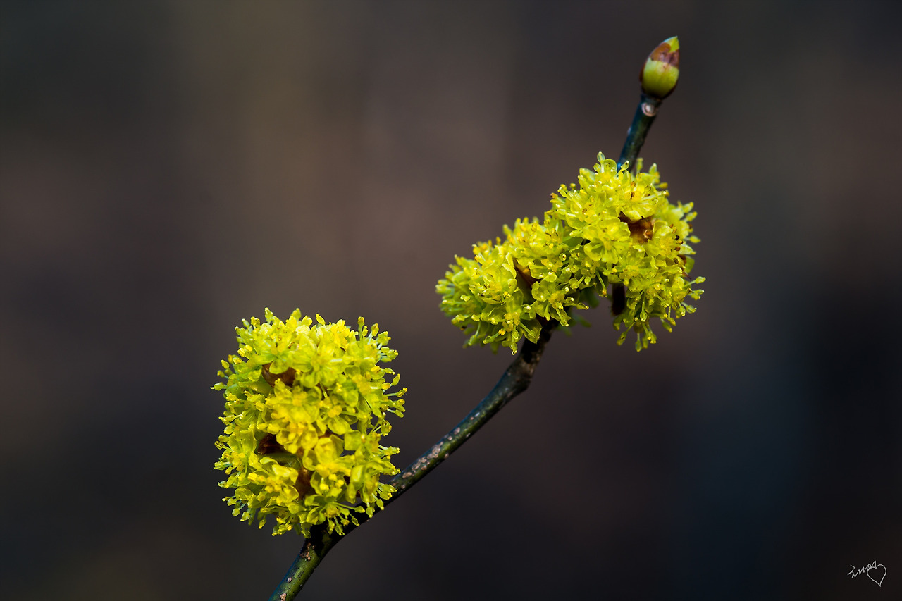 DSC03442 생강나무.jpg