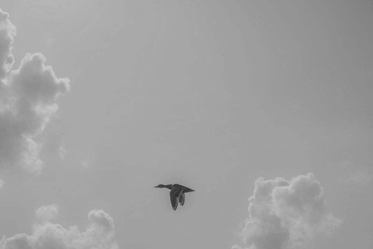 animal-bird-clouds-633892.jpg