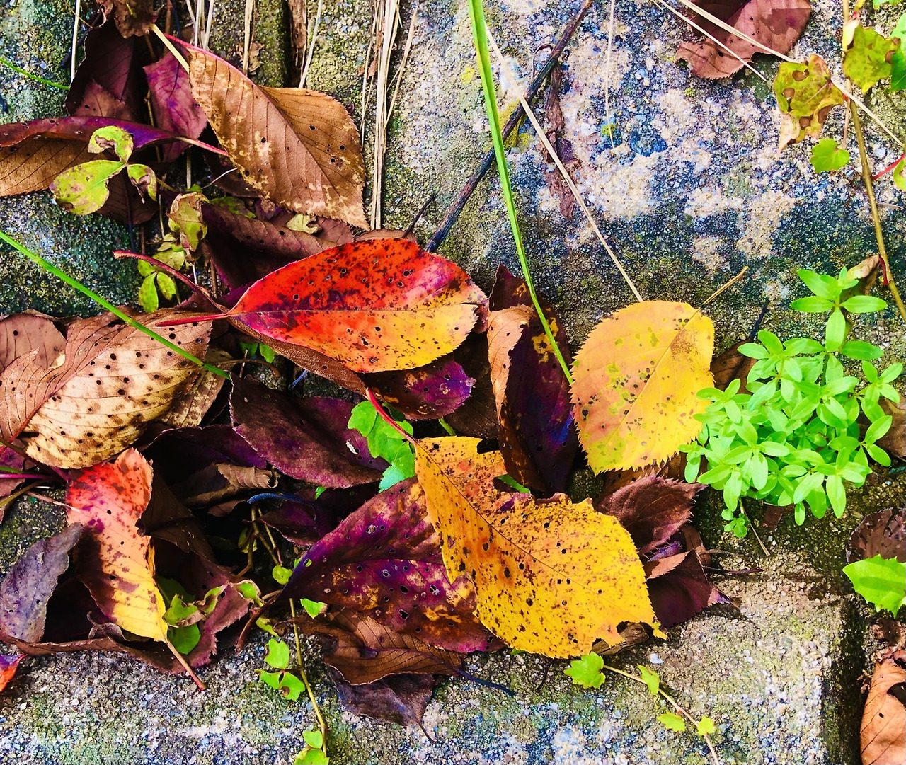 중앙공원 낙엽.jpg
