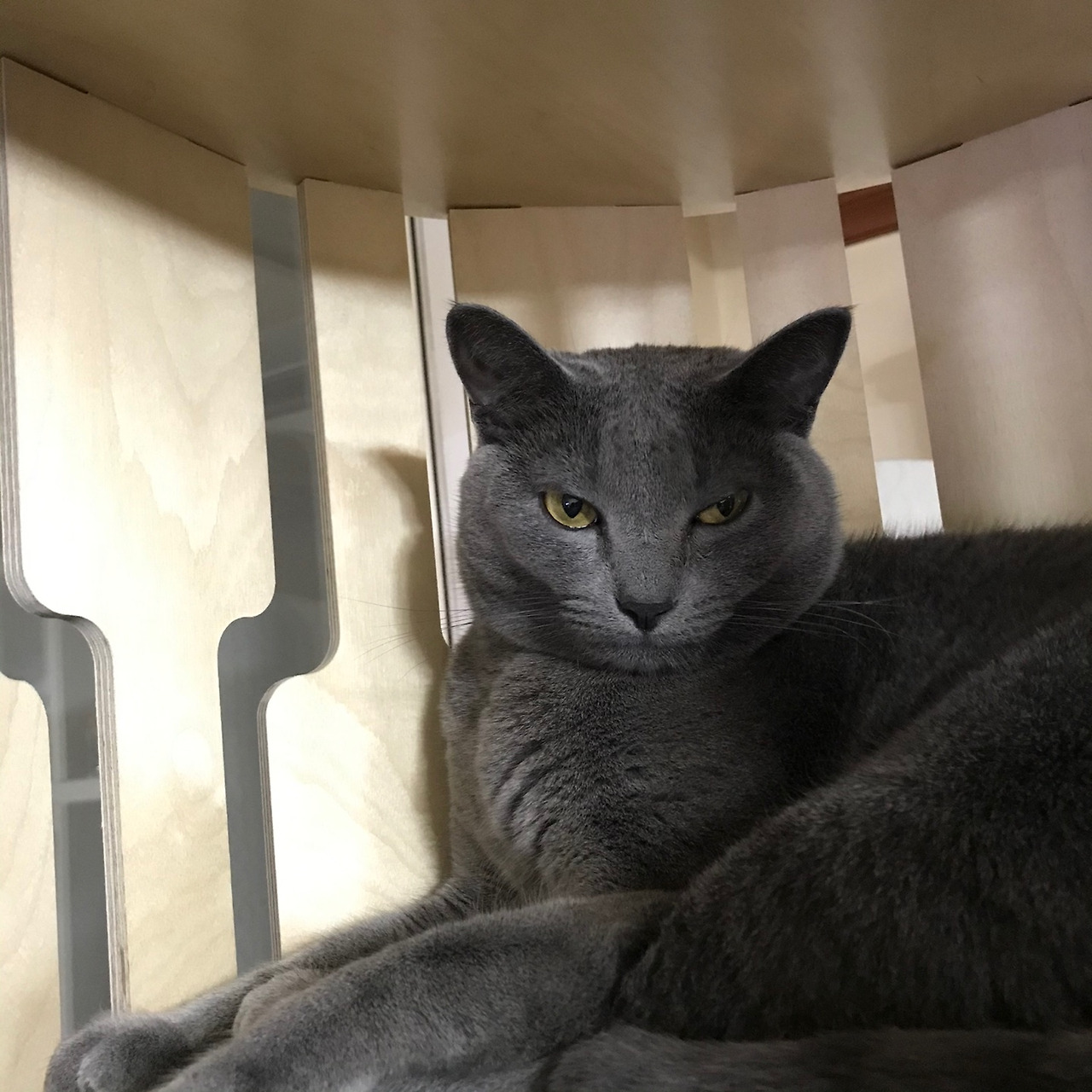 기분 좋은 구름이.jpg