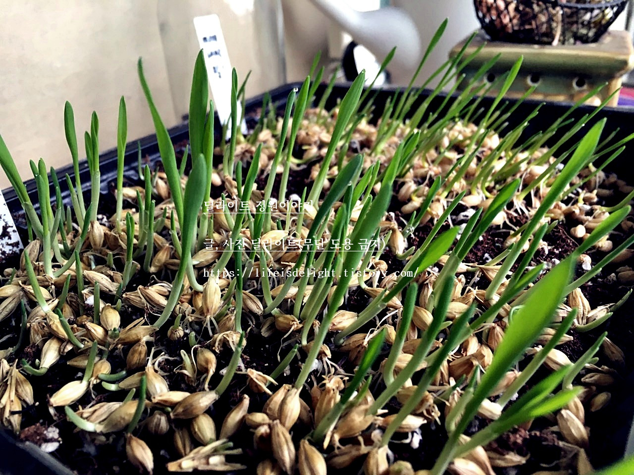 4_1c1Ud018svcxommyrfni9oq_a9idai (1).jpg