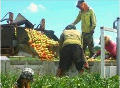 토마토 농신.jpg