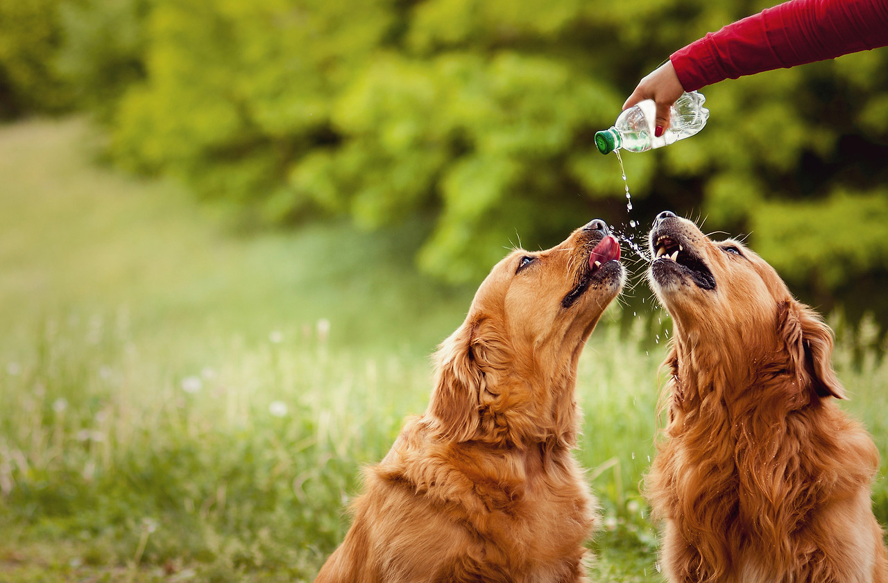 Pet-Drinking-Bottle-5.jpg