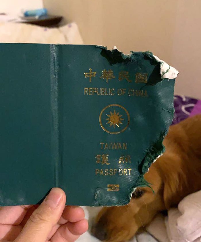 dog-destroy-passport-prevent-trip-wuhan-1-5-5e2e8fb5f41de__700.jpg